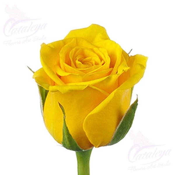 product card image