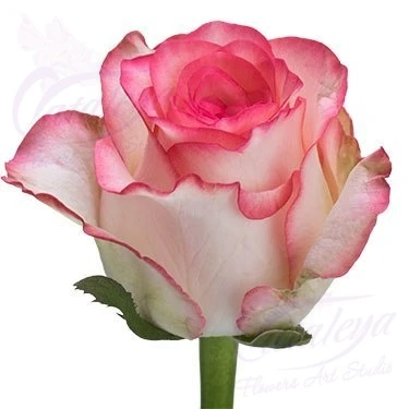 product card image