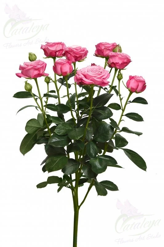 product card image