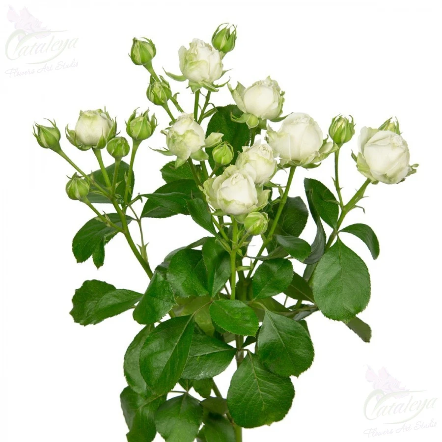 product card image