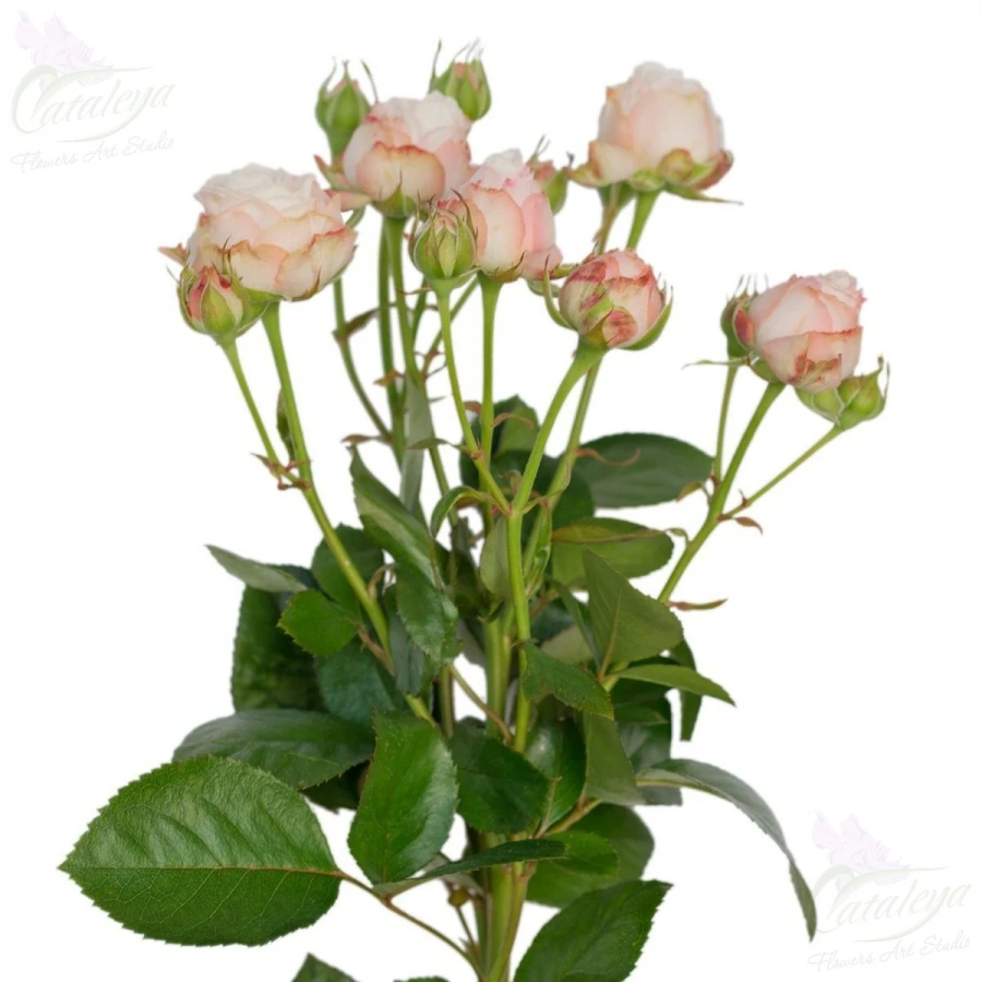 product card image