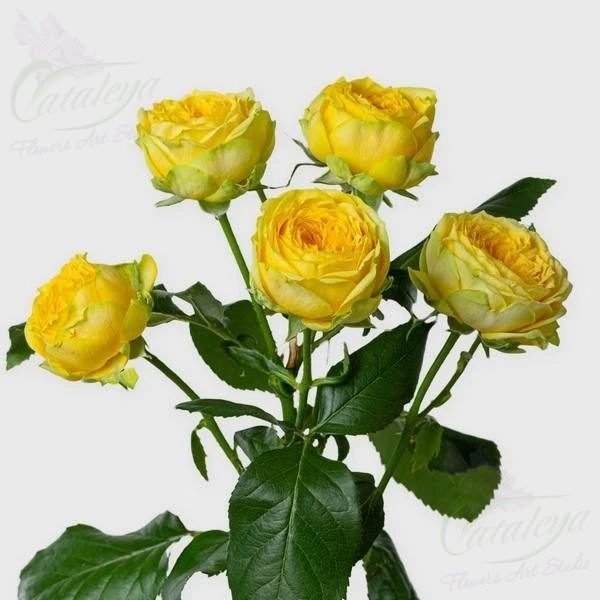 product card image