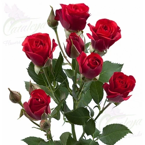 product card image
