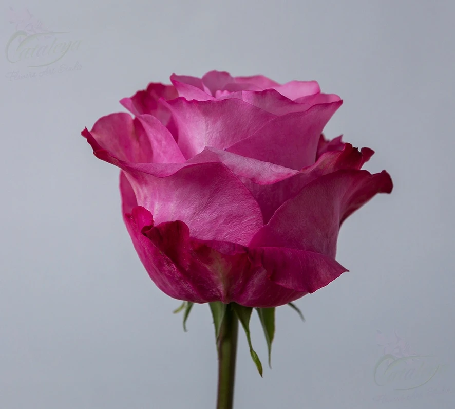 product card image